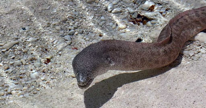 The 2026 IPBES report highlights critical business role in biodiversity conservation