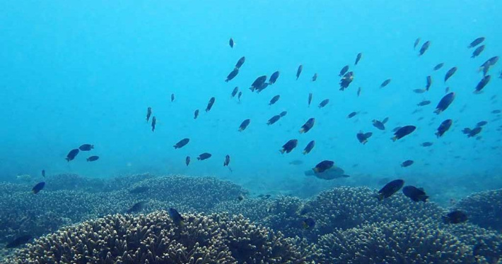 People or Biodiversity? Opening the Chagos marine park to subsistence fishing