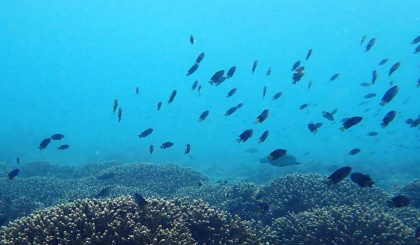 People or Biodiversity? Opening the Chagos marine park to subsistence fishing