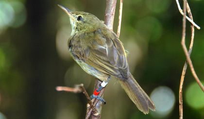 Island birds reveal surprising link between immunity and gut bacteria