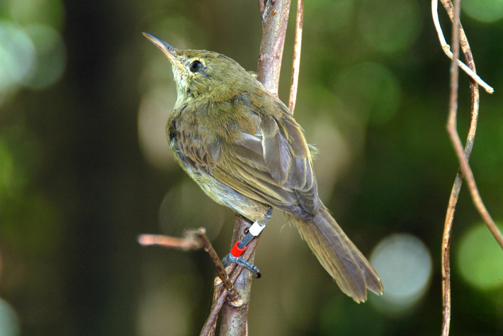 Island birds reveal surprising link between immunity and gut bacteria