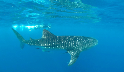 Whale shark photographed in both Madagascar and Seychelles