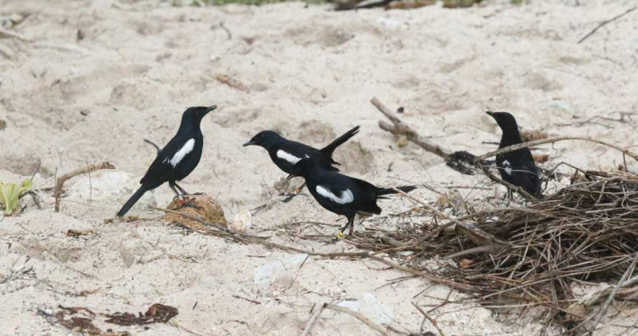 From field to journal: Novel interaction between two species of interest on Cousin island published