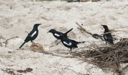 From field to journal: Novel interaction between two species of interest on Cousin island published