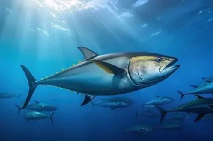 Europêche calls for balance ahead of Indian Ocean Tuna Commission meeting in Maldives