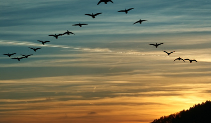World Migratory Bird Day