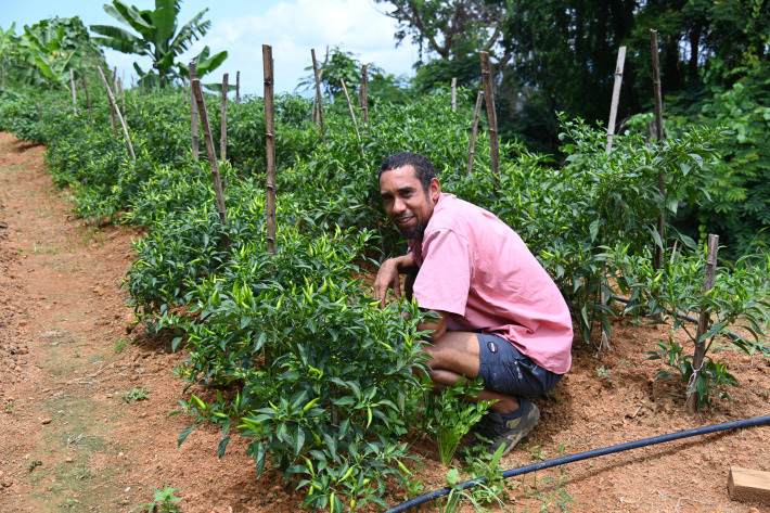 High-value greenhouse vegetable farming: A growing opportunity in Seychelles