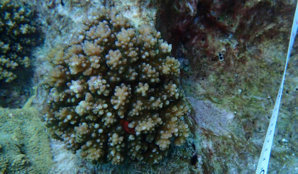 Sounds fishy, right? Artificial Intelligence meets reef restoration