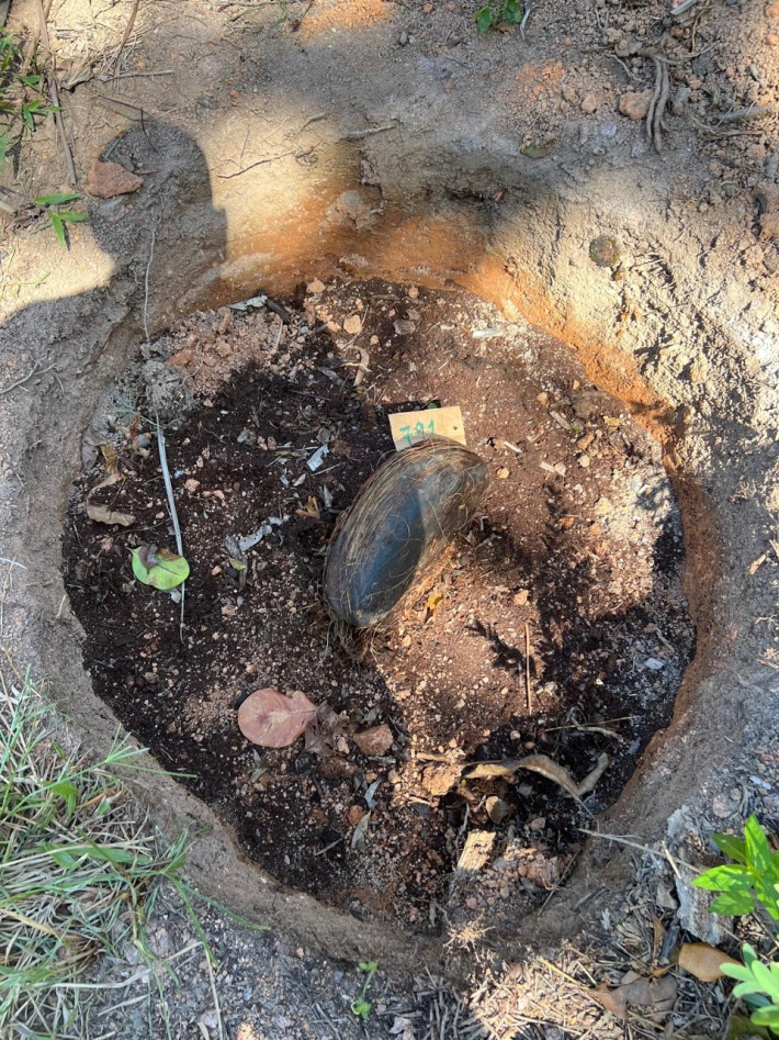 Coco de Mer Replanting Initiative Continues on La Digue