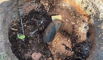 Coco de Mer Replanting Initiative Continues on La Digue