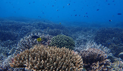 Reef Rescuers: Inspiring the next generation of ocean guardians through education
