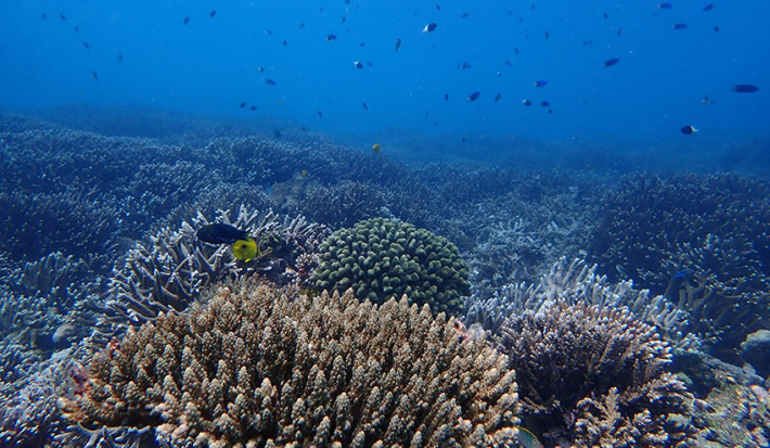 Reef Rescuers: Inspiring the next generation of ocean guardians through education