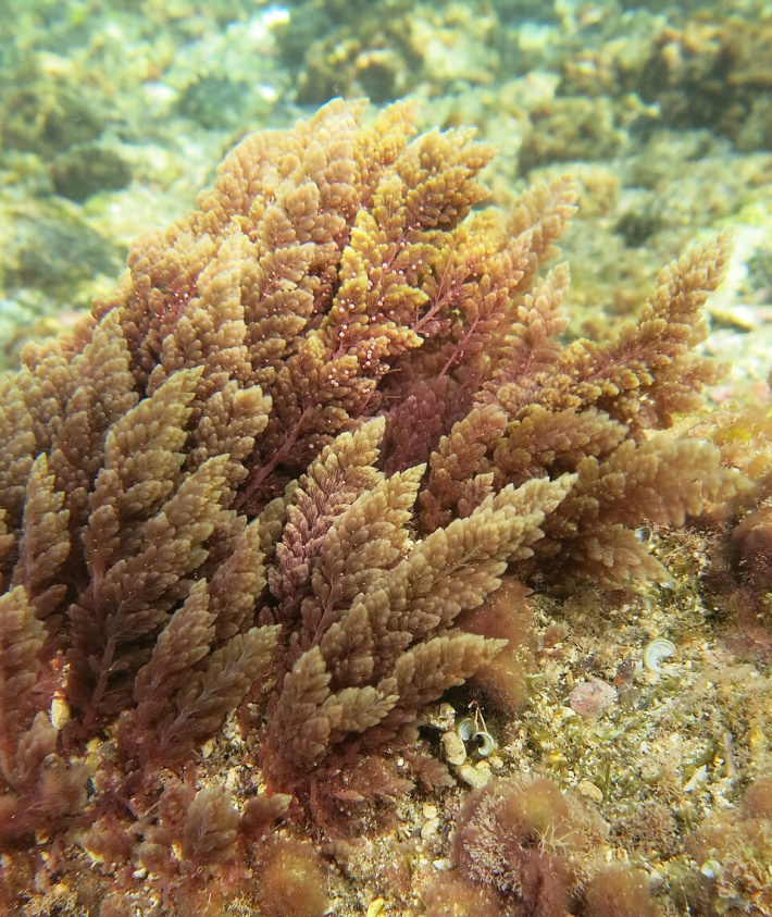Seychelles seaweed: A clean future for aquaculture