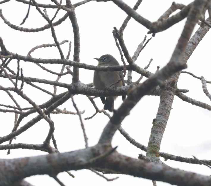 Birdwatcher warns of decline in key species