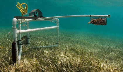 Research proves abundance of reef fish across monsoon seasons at Frégate Island in Seychelles