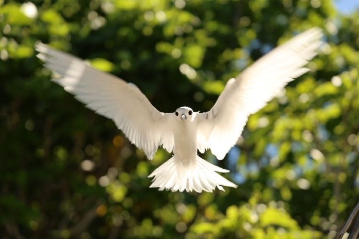 Aride Island: Exeter students share lessons from life on a living laboratory