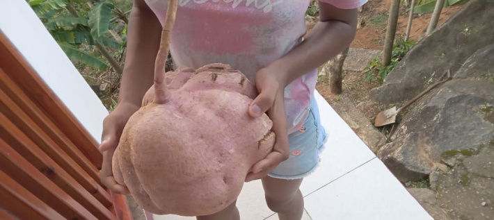 11kg sweet potato stuns growers in Le Jardin du Roi