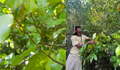 Protecting the rare and unknown: Continued exploration of Silhouette’s key biodiversity hotspots (KBAs) by ICS