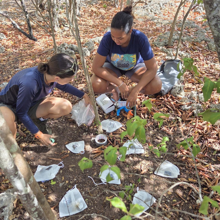 Why are we studying how tortoise dung decomposes on Aldabra?