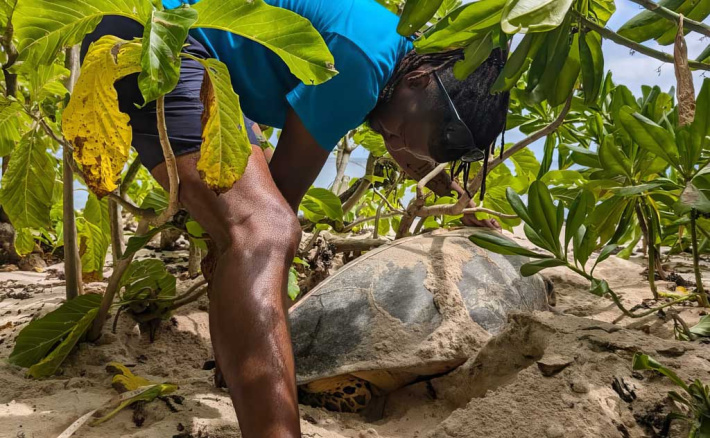 From turtle tracks to knitting needles, the hawksbill turtle story is being told in yarn