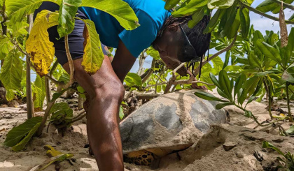 From turtle tracks to knitting needles, the hawksbill turtle story is being told in yarn