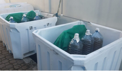 Sunlight and seawater: Rethinking algae cultivation  For decades, hatcheries around the world had relied on these microscopic plants. They were the first food for fish larvae, supplying proteins, lipids, and vitamins that no artificial substitute could re