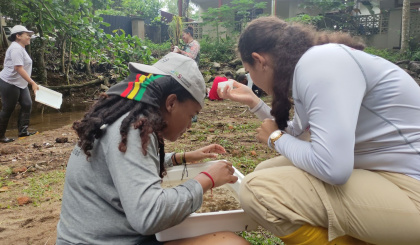 Invasive species eradication programme gets underway on Alphonse