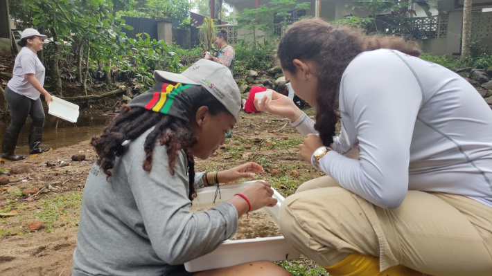 Invasive species eradication programme gets underway on Alphonse