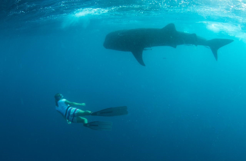 Conservationists revitalise whale shark monitoring in Seychelles with ...