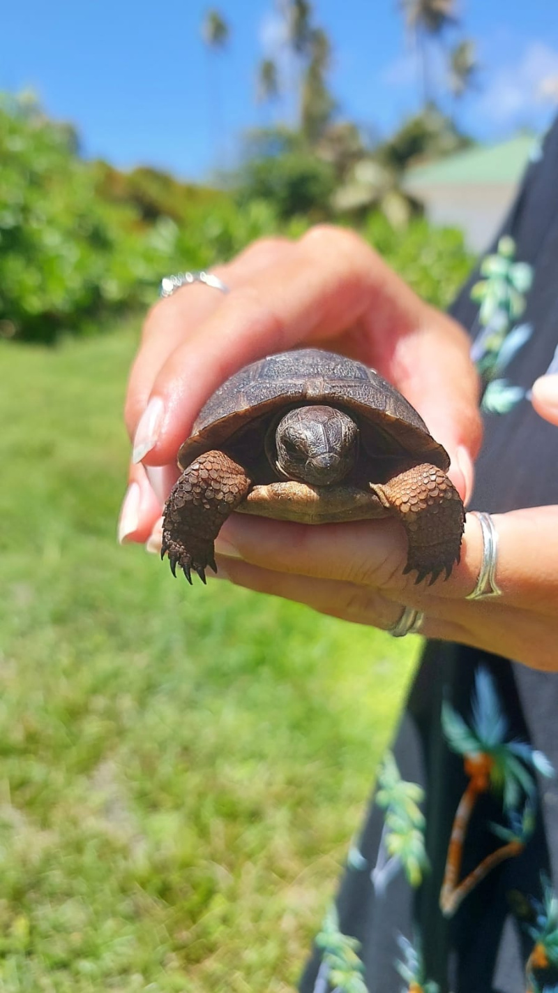 Return of the dinosaurs: Aldabra Giant Tortoises roaming free on ...