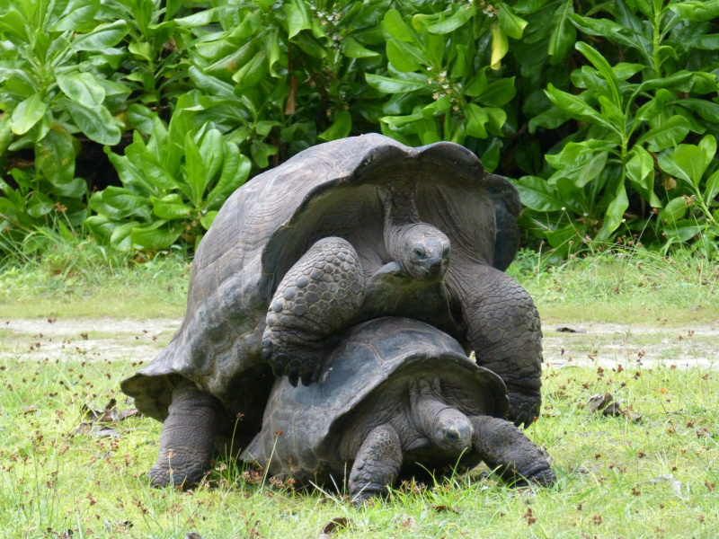 Return of the dinosaurs: Aldabra Giant Tortoises roaming free on ...